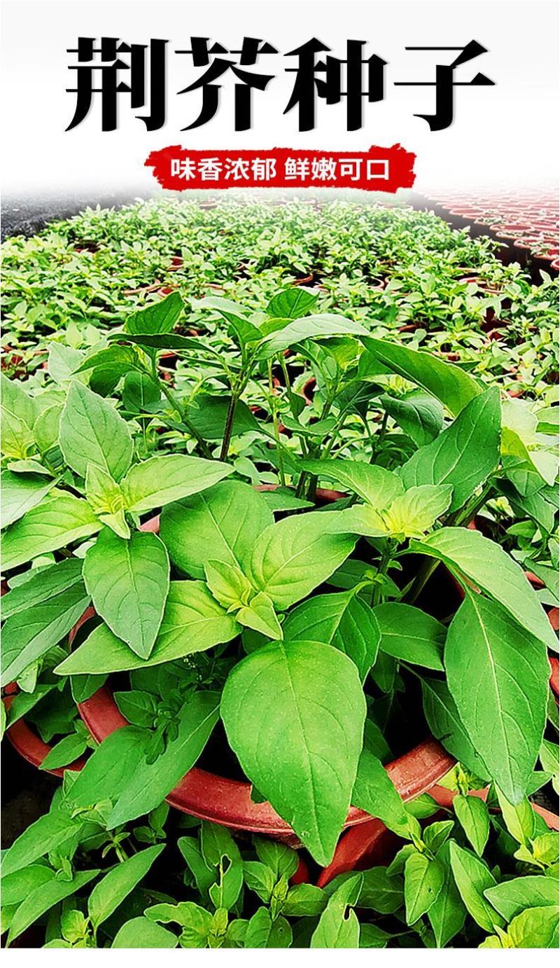 大叶荆芥薄荷种子猫薄荷美国薄荷大叶荆芥种子野菜荆芥种籽