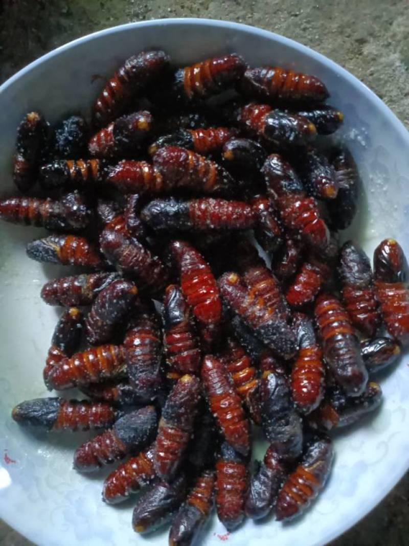 核桃虫，高蛋白，有需要的老板可以订购