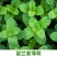 大叶荆芥薄荷种子猫薄荷美国薄荷大叶荆芥种子野菜荆芥种籽