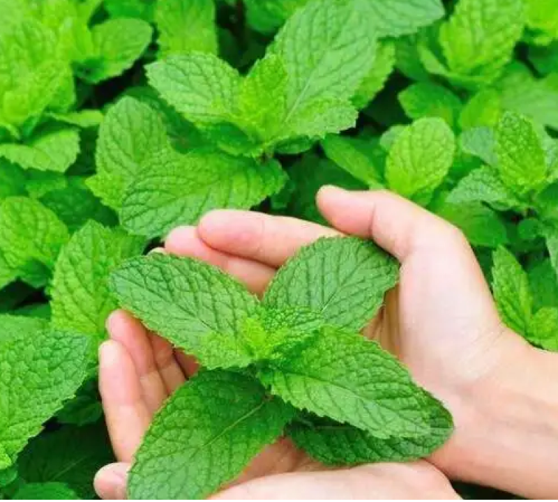 大叶荆芥薄荷种子猫薄荷美国薄荷大叶荆芥种子野菜荆芥种籽
