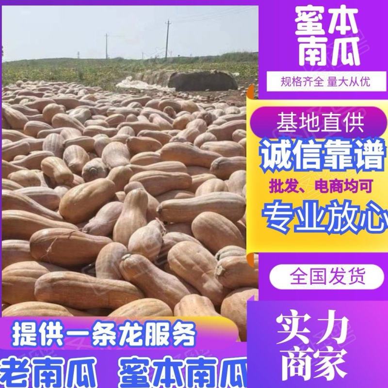 【实力】蜜本南瓜老南瓜基地直发量大从优一条龙服务