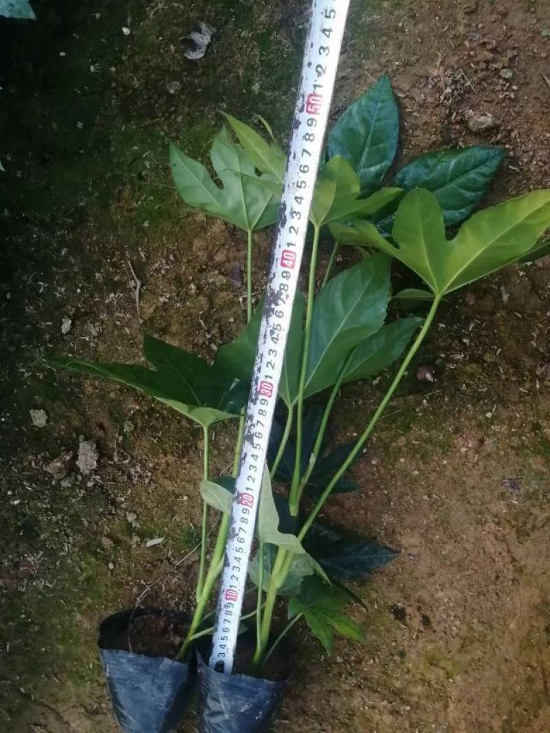 八角金盘，绿化苗，四季常青，基地直发，家庭摆设