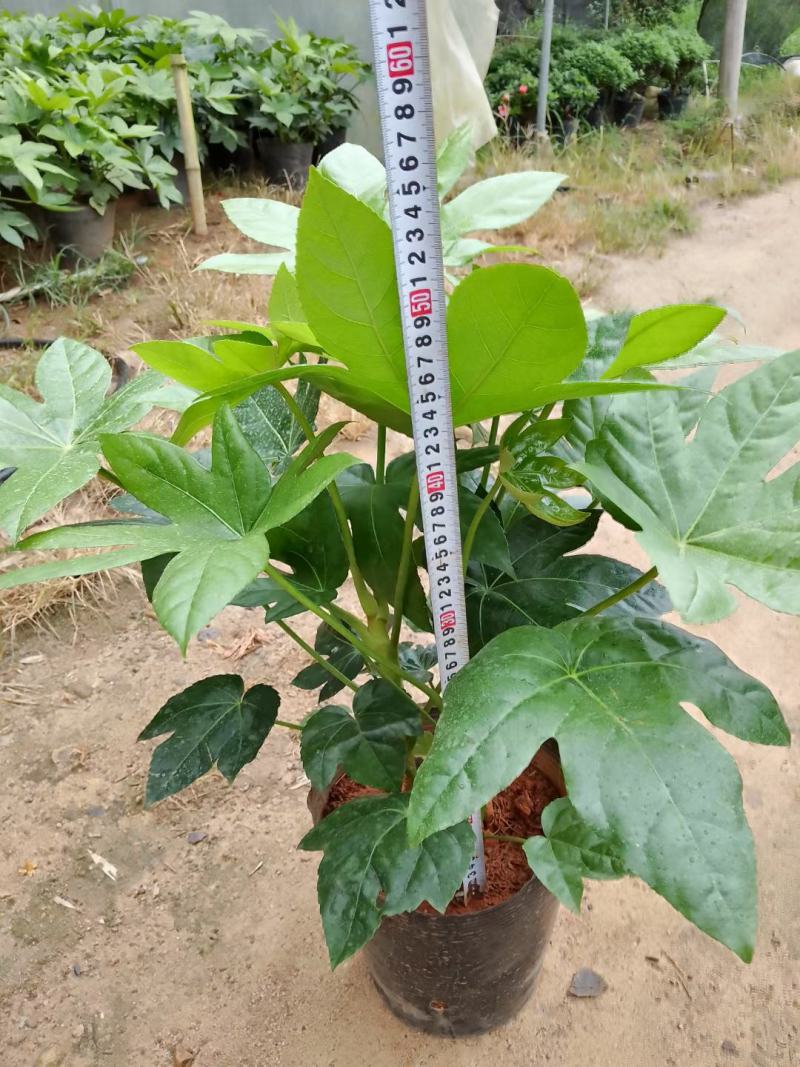八角金盘，绿化苗，四季常青，基地直发，家庭摆设