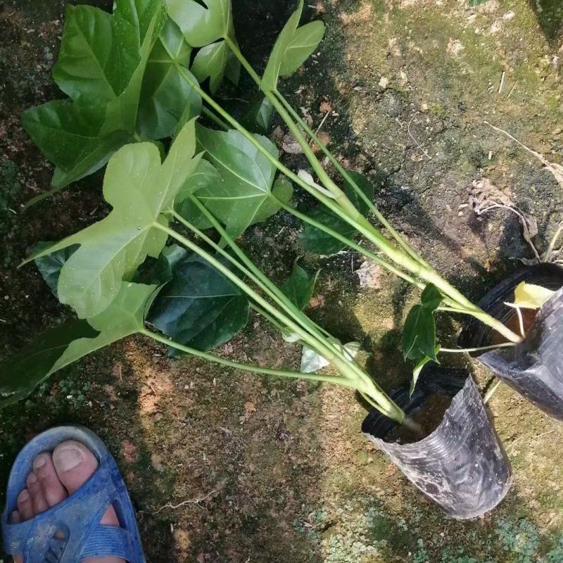 八角金盘，绿化苗，四季常青，基地直发，家庭摆设