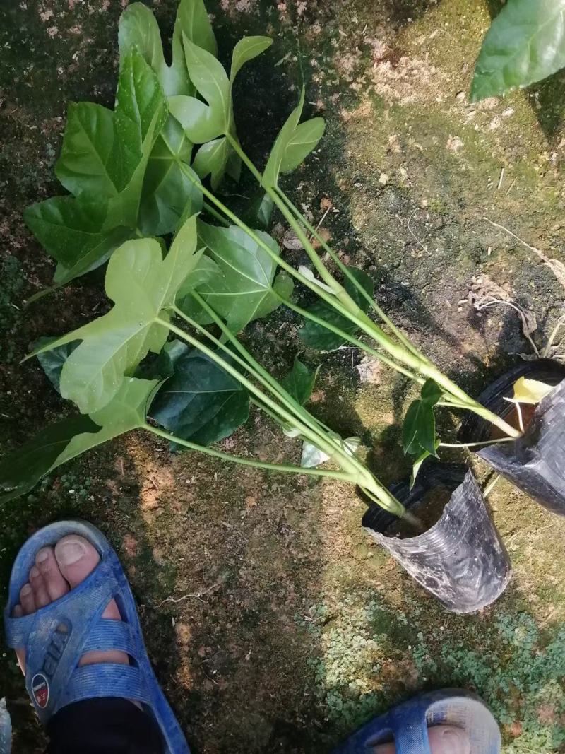 八角金盘，绿化苗，四季常青，基地直发，家庭摆设