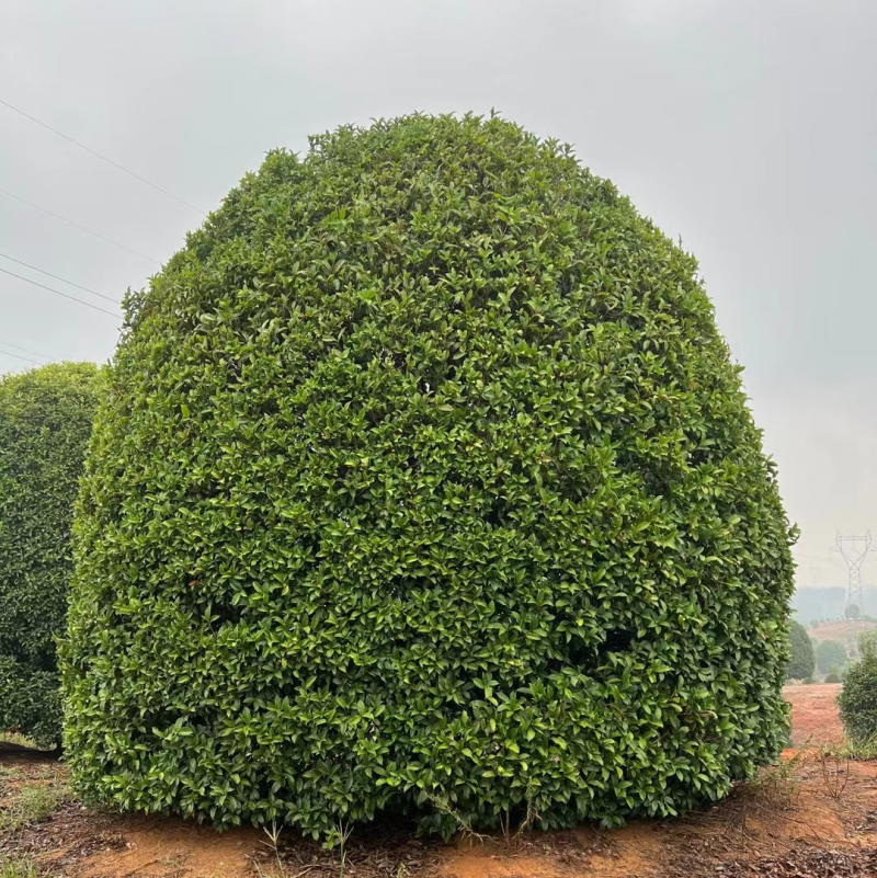 精品桂花金桂花丛生桂花独杆桂花桂花直供