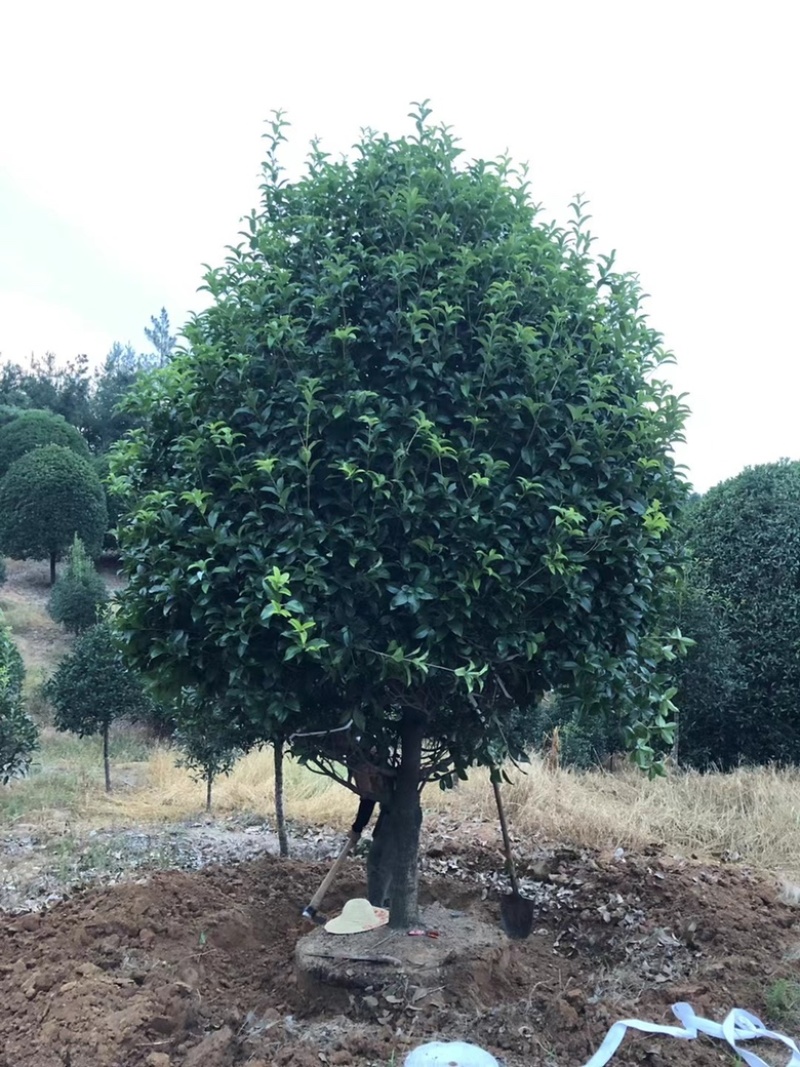 精品桂花金桂花丛生桂花独杆桂花桂花直供