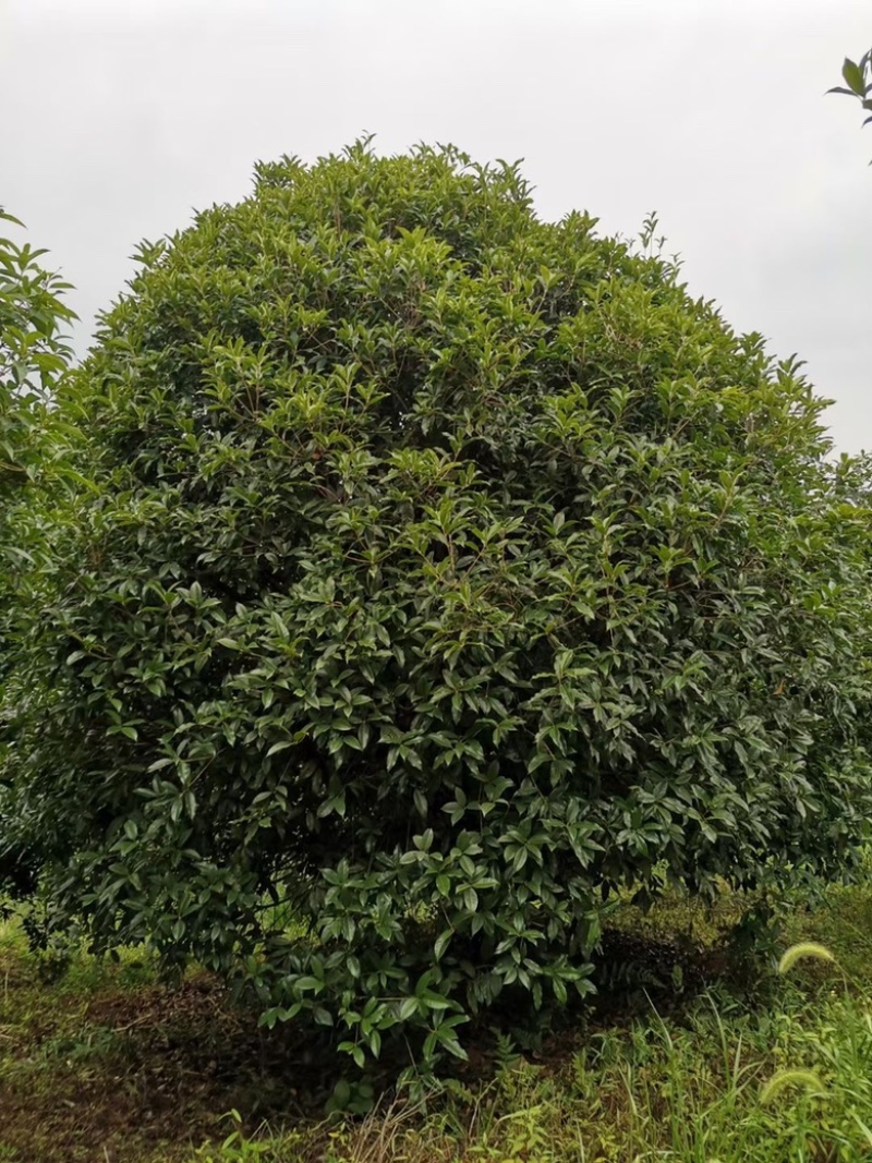 精品桂花金桂花丛生桂花独杆桂花桂花直供