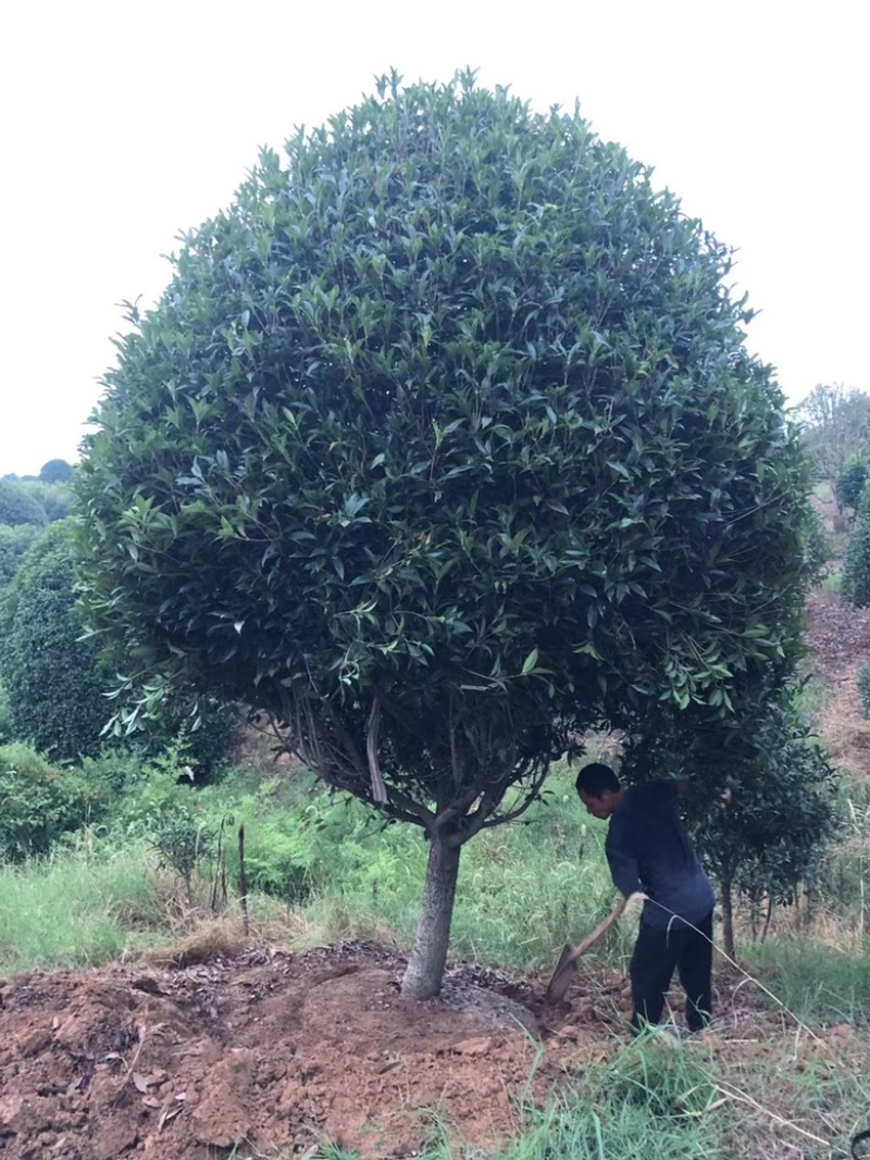 精品桂花金桂花丛生桂花独杆桂花桂花直供