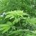 七叶树，梭罗树苗，绿化苗木，基地发货，规格齐全，价格合理