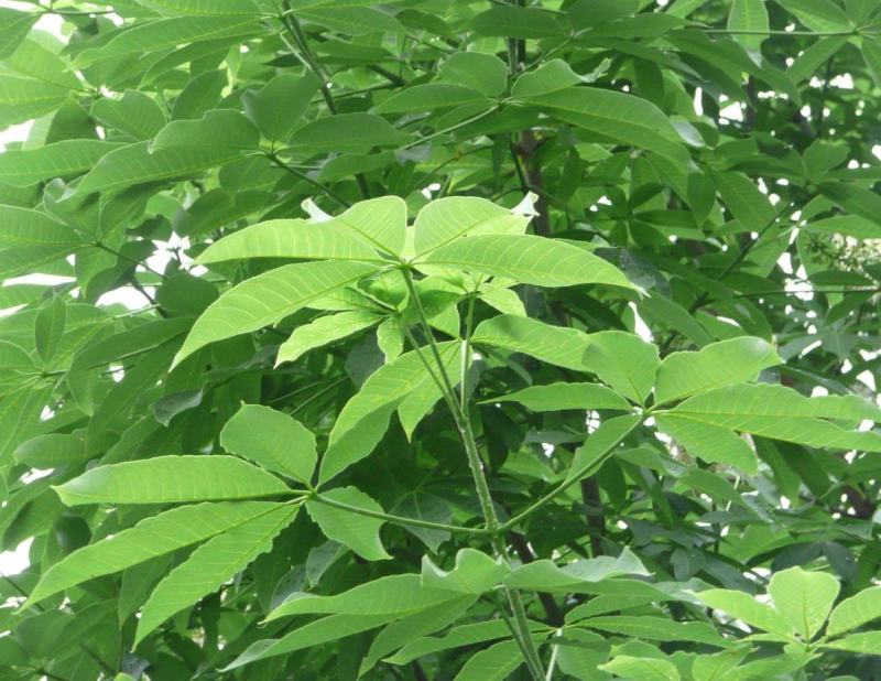 七叶树，梭罗树苗，绿化苗木，基地发货，规格齐全，价格合理