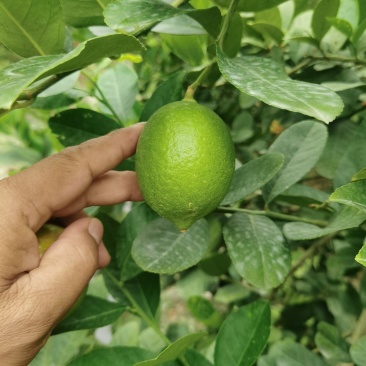 香水柠檬
