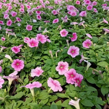 国庆草花矮牵牛