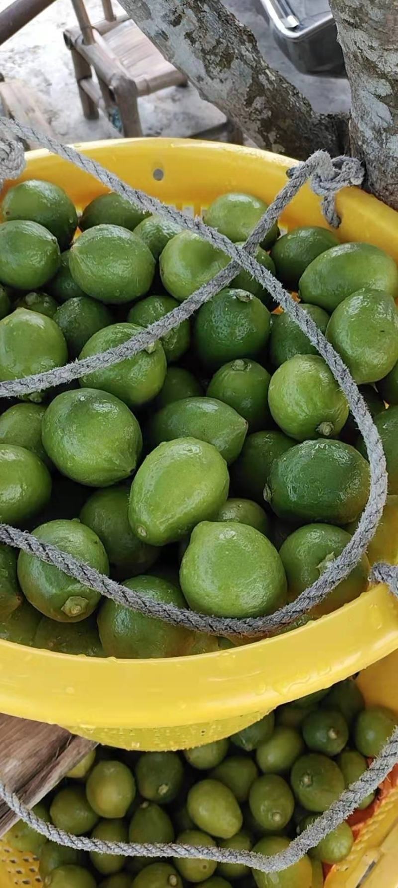 香水柠檬