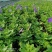 国庆草花矮牵牛