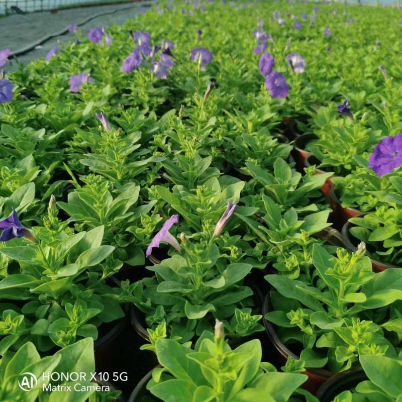 国庆草花矮牵牛