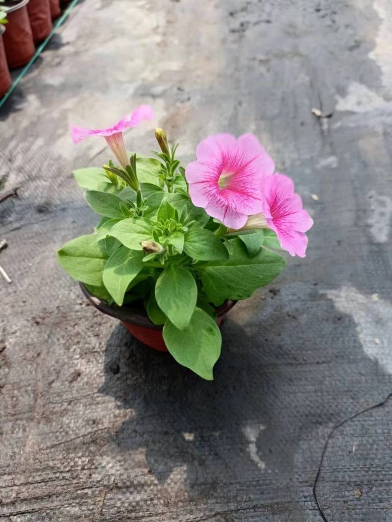 国庆草花矮牵牛
