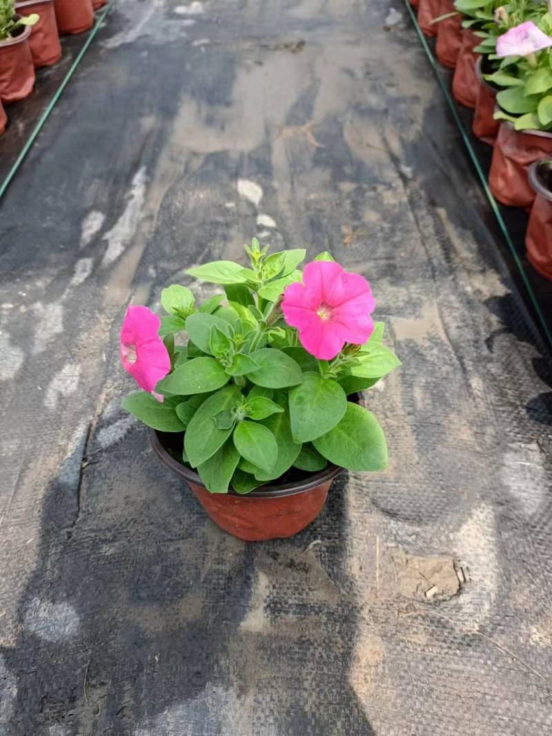 国庆草花矮牵牛
