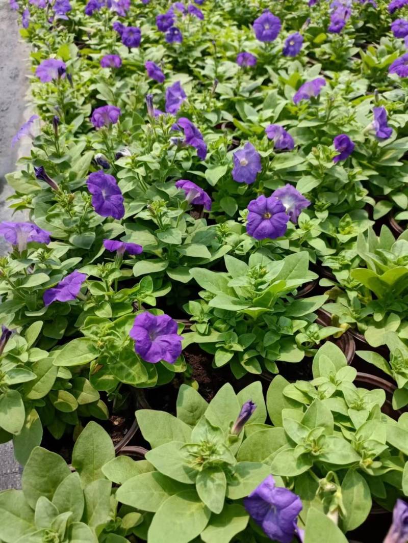 国庆草花矮牵牛