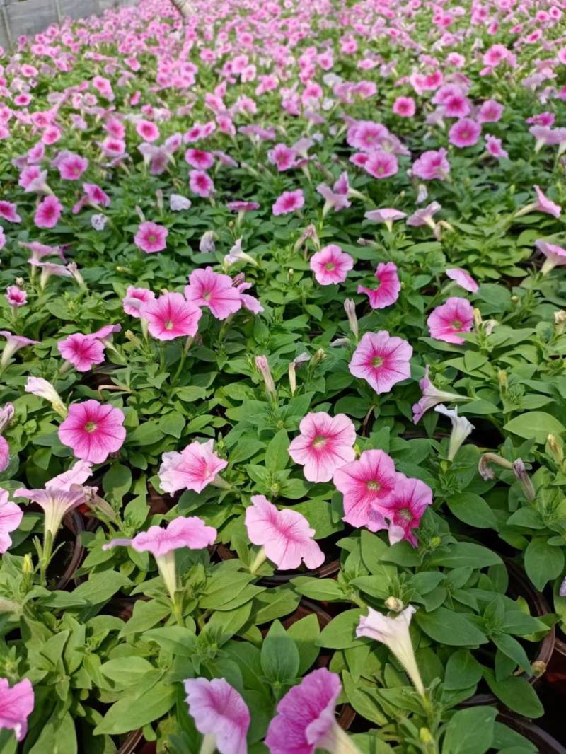 国庆草花矮牵牛