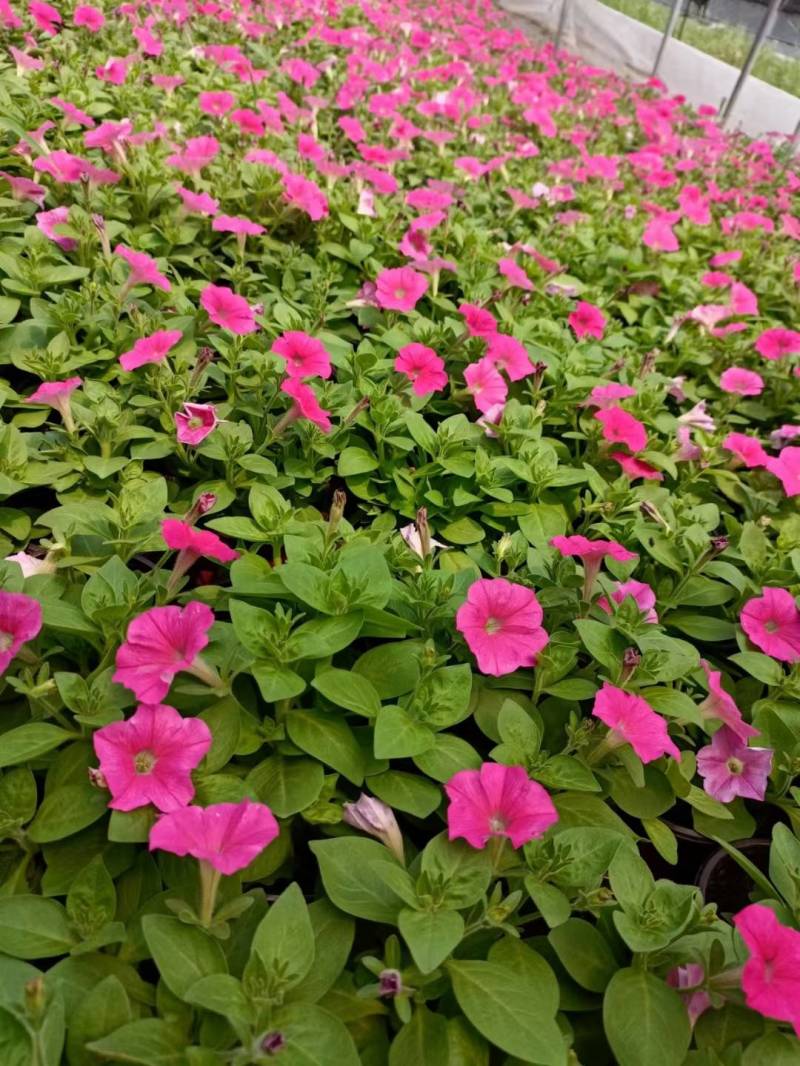 国庆草花矮牵牛