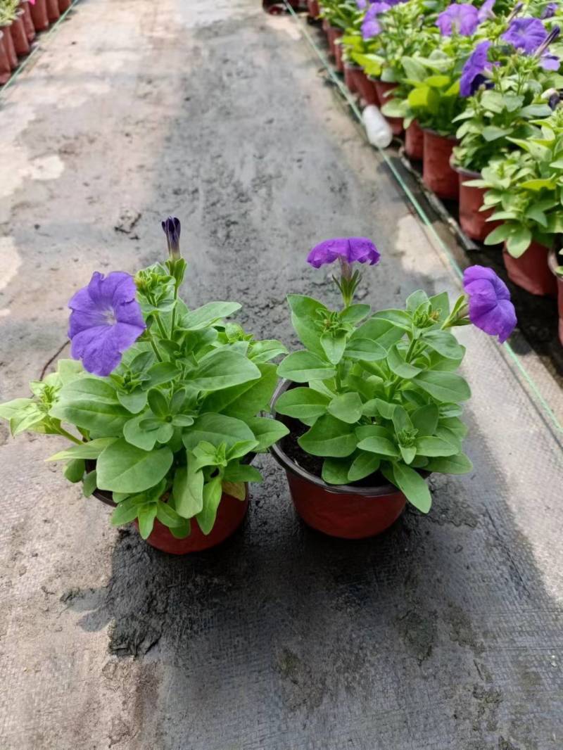 国庆草花矮牵牛