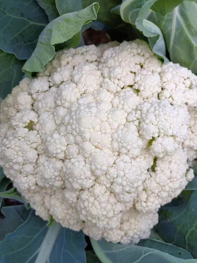 河北散花精品花菜有机花菜货量充足全国发货量大从优