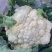 河北散花精品花菜有机花菜货量充足全国发货量大从优