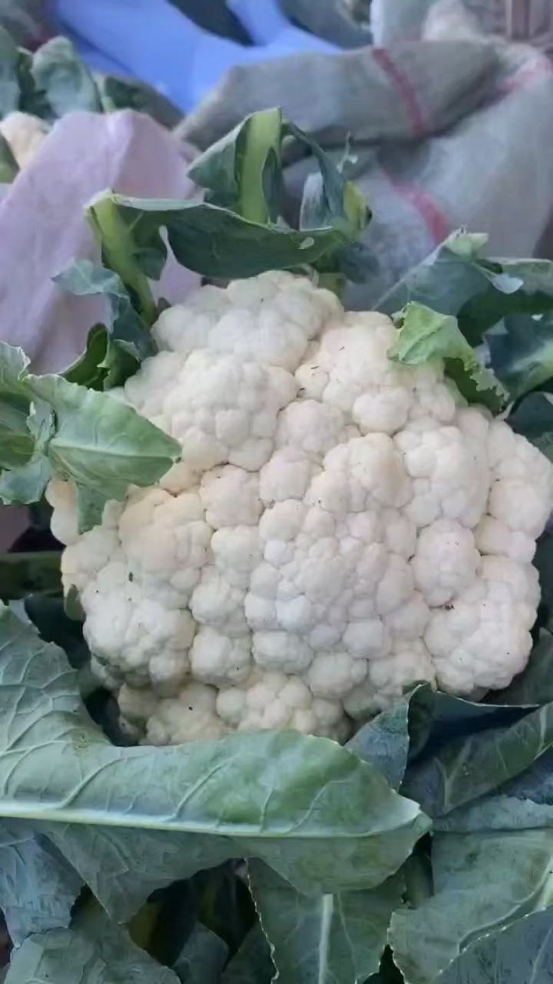 河北散花精品花菜有机花菜货量充足全国发货量大从优