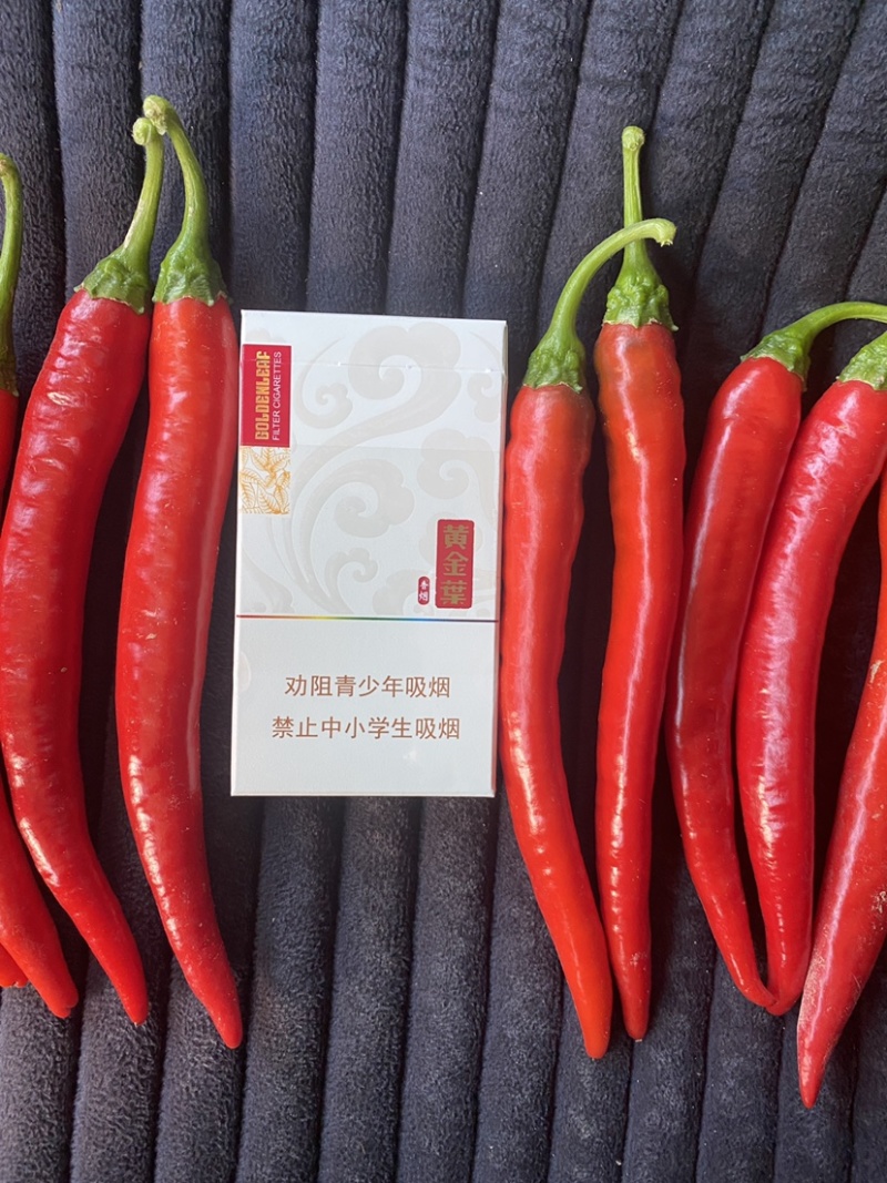 红辣椒津红二号