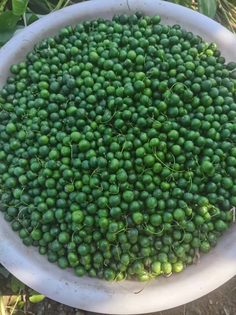 鸡头黄精种子，承德产地供应，专业合作社出品，诚信经营