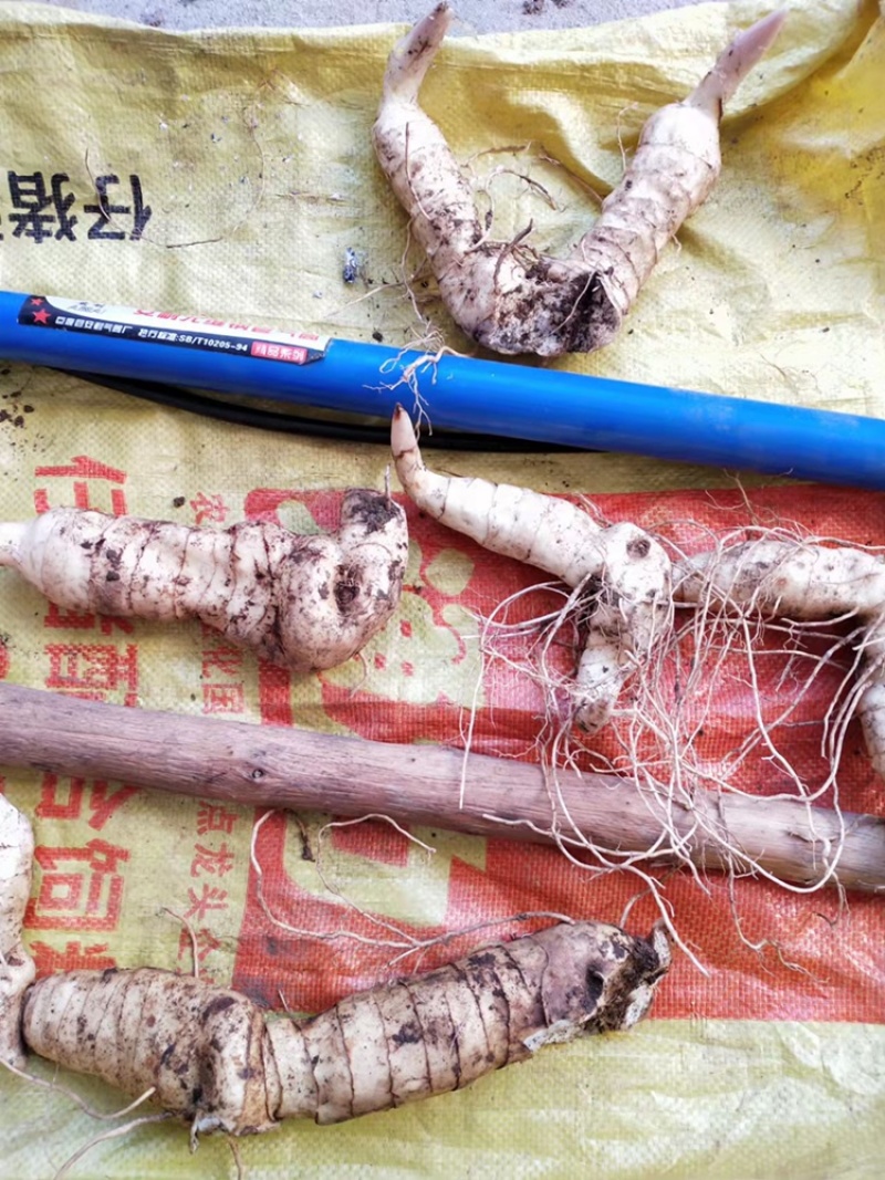 鸡头黄精种子，承德产地供应，专业合作社出品，诚信经营