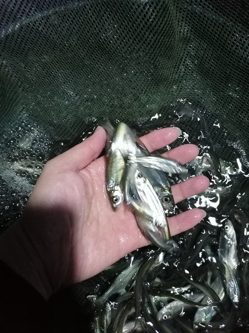 【热卖】鳊鱼鱼苗，基地孵化渔场发货，全国免费送货上门