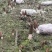 稻壳粉(壳糠、稻糠、砻糠、统糠等),用于养殖种植、饲料等