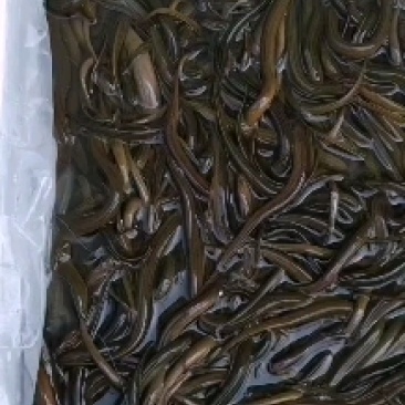 精品黄鳝苗，基地孵化渔场直供，包成活包技术指导。