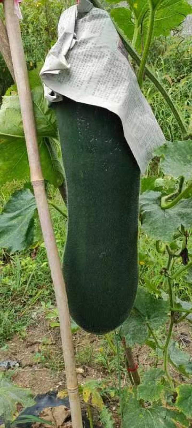 黑皮掉冬瓜
