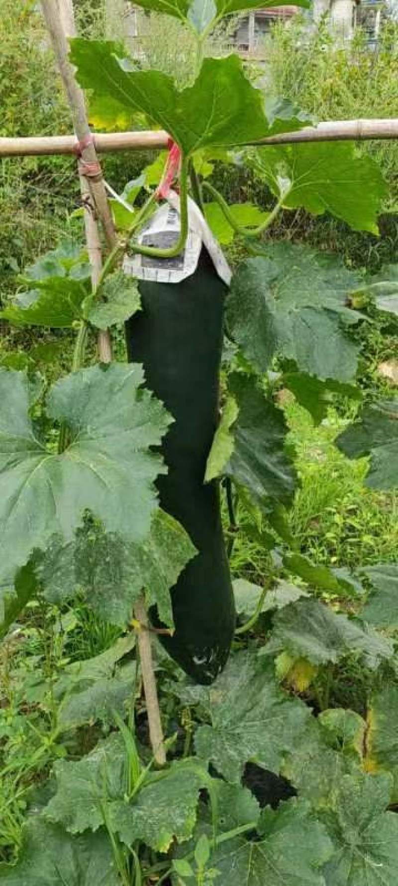 黑皮掉冬瓜