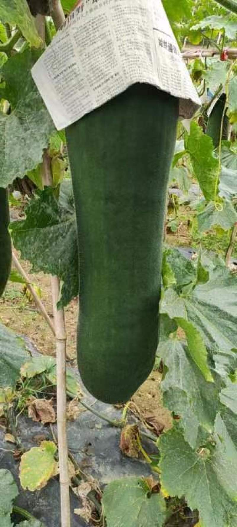 黑皮掉冬瓜
