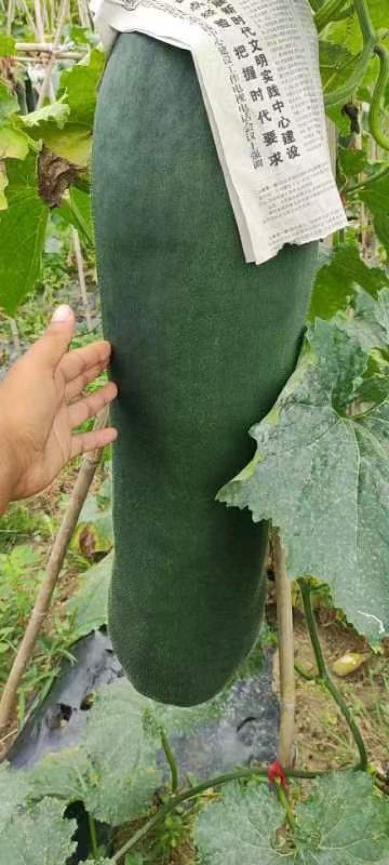 黑皮掉冬瓜