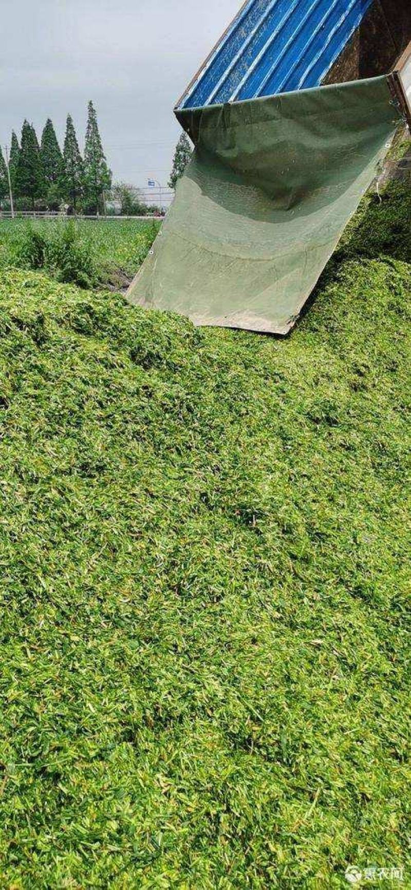 青储黄储大量上货！质量好！价格低量大从优