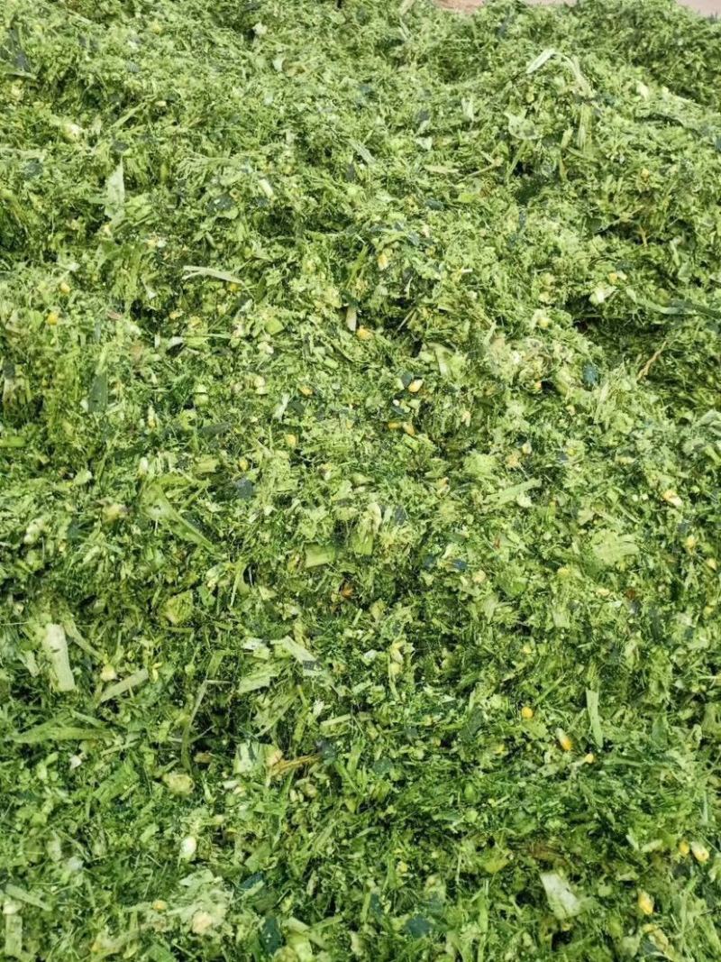 青储黄储大量上货！质量好！价格低量大从优