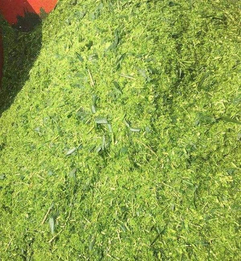 青储黄储大量上货！质量好！价格低量大从优