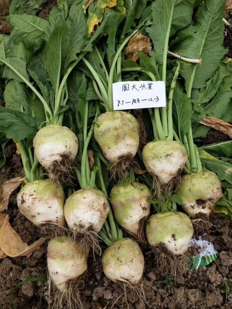 大头菜菜头芥菜带叶菜光头菜日本光头菜淡口菜
