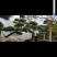 造型松