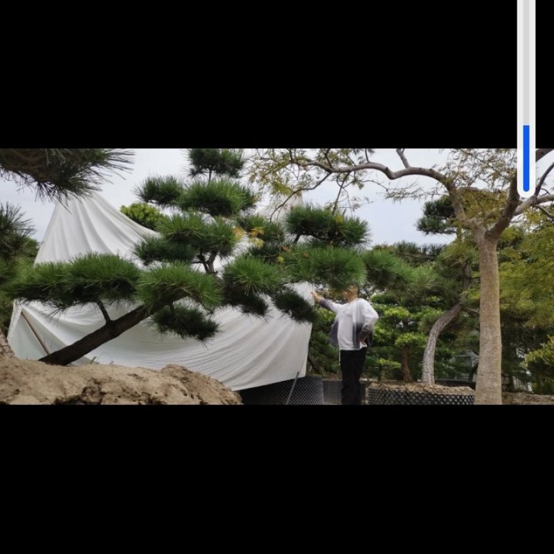 造型松