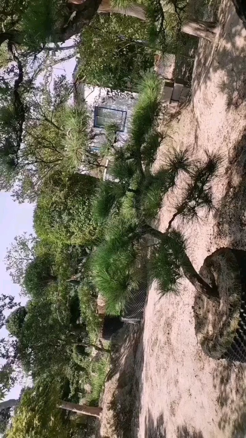 造型松