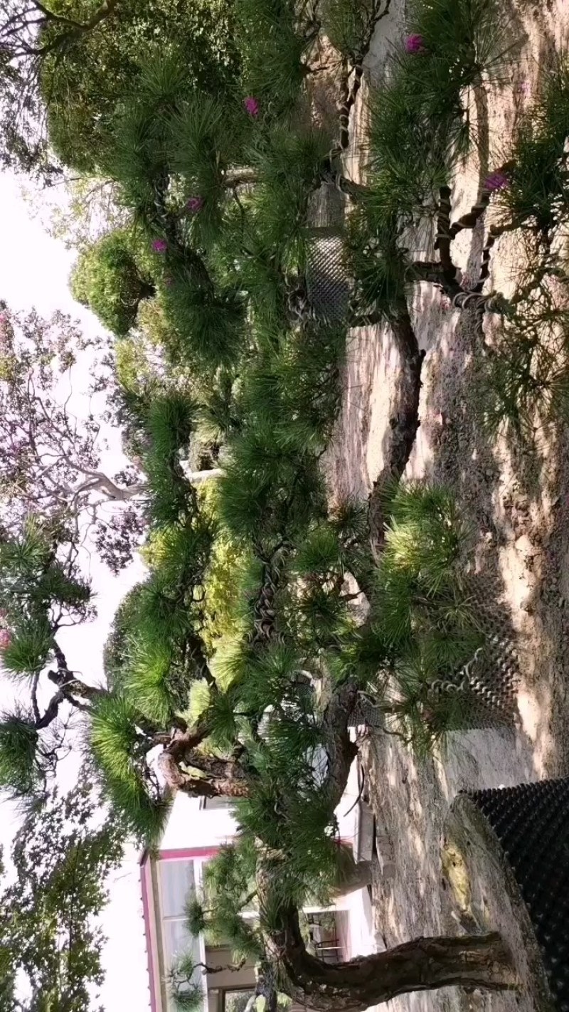 造型松