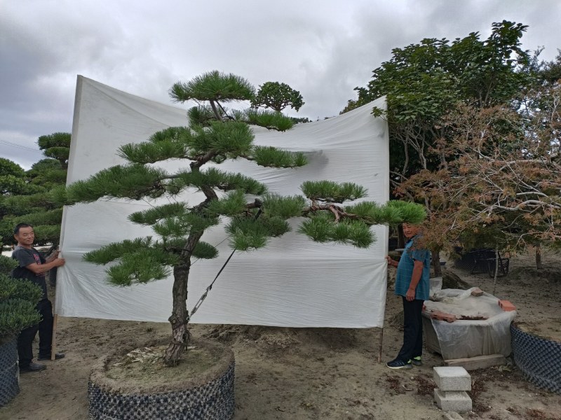 造型松