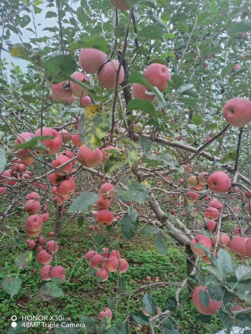 大凉山糖心苹果