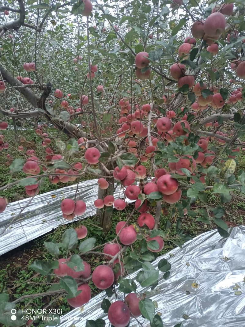 大凉山糖心苹果